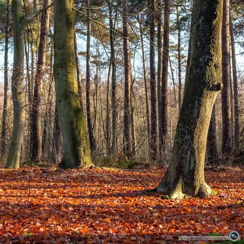 Mastenbos in de Loopgravenpad