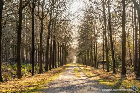 Mastenbos in de Loopgravenpad