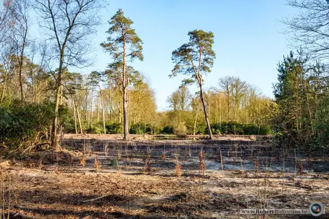 Mastenbos in de Loopgravenpad