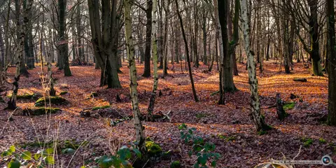 Mastenbos in de Loopgravenpad