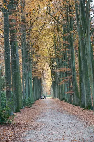 Mastenbos in de Loopgravenpad
