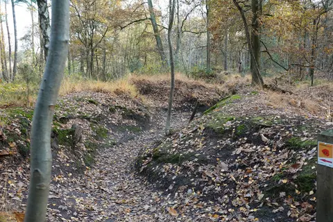 Mastenbos in de Loopgravenpad