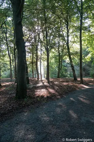 Mastenbos in de Loopgravenpad
