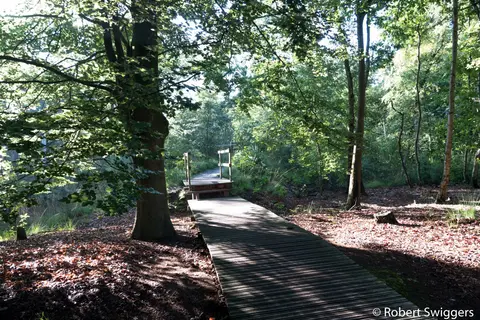 Mastenbos in de Loopgravenpad