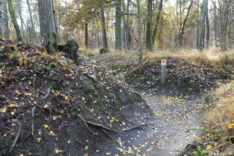 Mastenbos in de Loopgravenpad