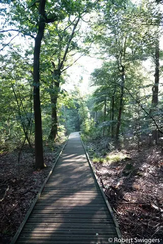Mastenbos in de Loopgravenpad