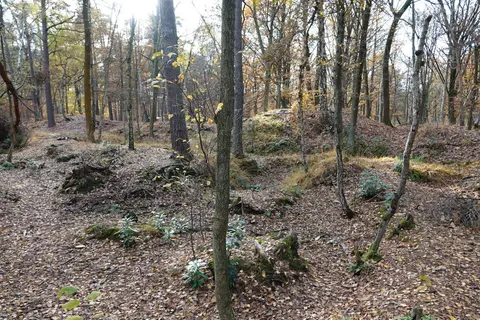 Mastenbos in de Loopgravenpad
