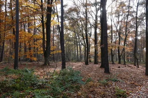 Mastenbos in de Loopgravenpad