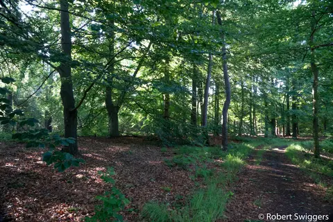 Mastenbos in de Loopgravenpad