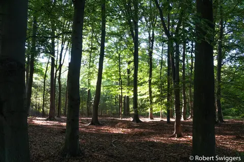 Mastenbos in de Loopgravenpad