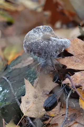 Mastenbos in de Loopgravenpad