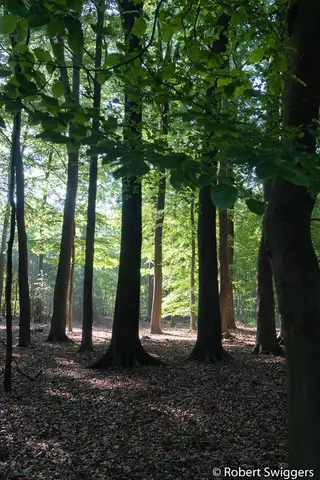Mastenbos in de Loopgravenpad