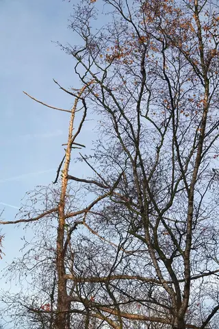 Mastenbos in de Loopgravenpad
