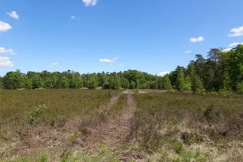 Mastenbos in de Loopgravenpad