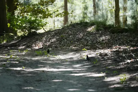 Mastenbos in de Loopgravenpad