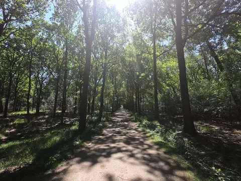 Mastenbos in de Loopgravenpad