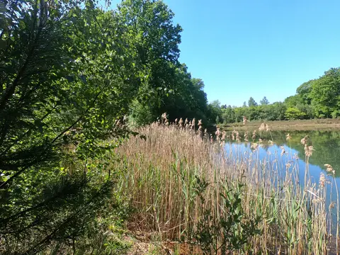 Mastenbos in de Loopgravenpad