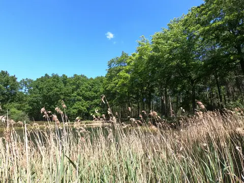 Mastenbos in de Loopgravenpad