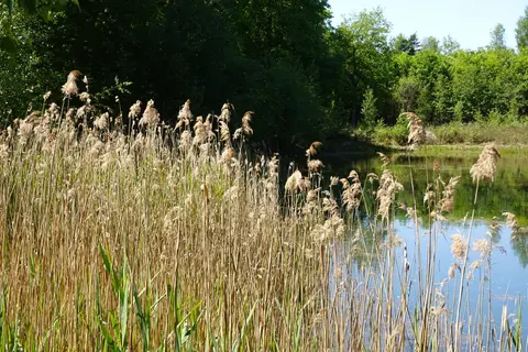 Mastenbos in de Loopgravenpad