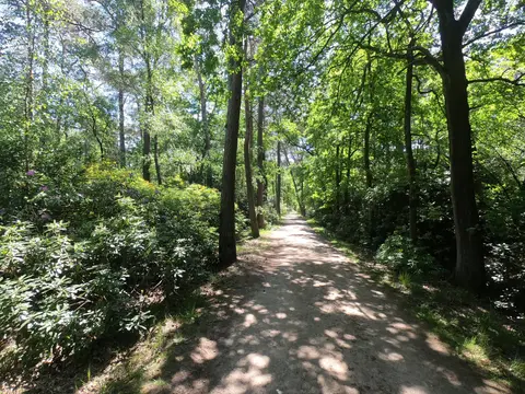 Mastenbos in de Loopgravenpad