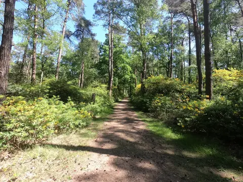 Mastenbos in de Loopgravenpad