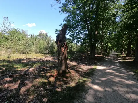 Mastenbos in de Loopgravenpad