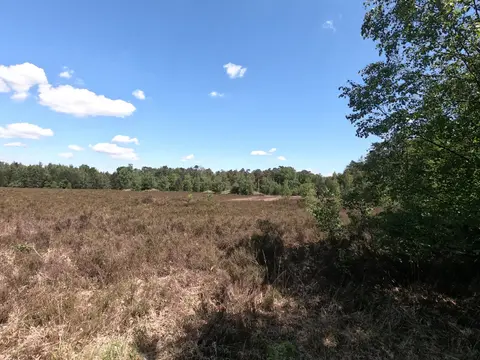 Mastenbos in de Loopgravenpad