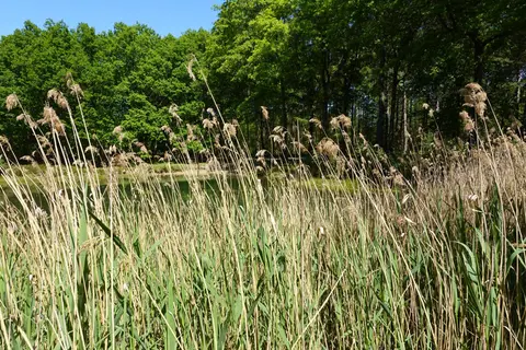 Mastenbos in de Loopgravenpad