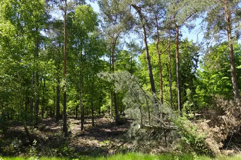 Mastenbos in de Loopgravenpad