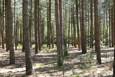 Mastenbos in de Loopgravenpad