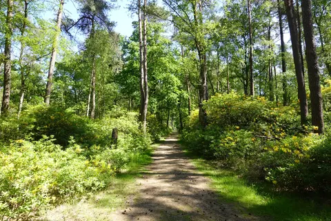 Mastenbos in de Loopgravenpad