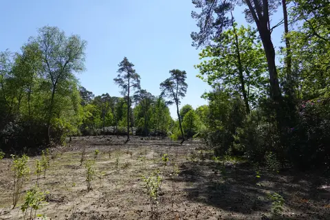 Mastenbos in de Loopgravenpad
