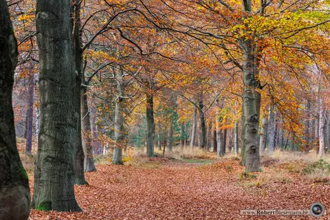 Mastenbos 3 in de Loopgravenpad