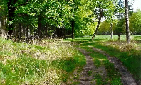 Mastenbos in de Loopgravenpad