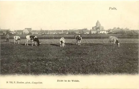 Putte - Koeien in de wei